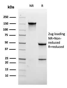 CD31 / PECAM-1 (Endothelial Cell Marker)(rC31.3), 0.2mg/mL