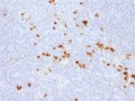Human IgG (Immunoglobulin Gamma Heavy Chain) (B-Cell Marker) (IG507R),  CF405S conjugate, 0.1mg/mL