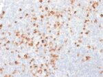 Human IgG (Immunoglobulin Gamma Heavy Chain) (B-Cell Marker) (rIG266), CF740 conjugate, 0.1mg/mL