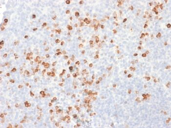 Human IgG (Immunoglobulin Gamma Heavy Chain) (B-Cell Marker) (rIG266), CF740 conjugate, 0.1mg/mL