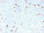 IgM (Immunoglobulin Mu Heavy Chain) (B-Cell Marker)(rIM260), CF488A conjugate, 0.1mg/mL