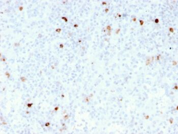 IgM (Immunoglobulin Mu Heavy Chain) (B-Cell Marker)(rIM260), CF488A conjugate, 0.1mg/mL