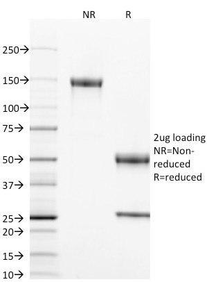 CD40 / TNFRSF5 / CD40L-Receptor(T8P2G4*A6), Biotin conjugate, 0.1mg/mL
