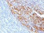CD35 / CR1 (Follicular Dendritic Cell Marker)(To5), CF405S conjugate, 0.1mg/mL