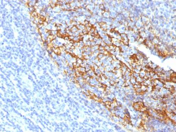 CD35 / CR1 (Follicular Dendritic Cell Marker)(To5), CF405S conjugate, 0.1mg/mL