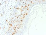 CD1a / HTA1 (Mature Langerhans Cells Marker), CF405S conjugate, 0.1mg/mL