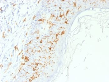 CD1a / HTA1 (Mature Langerhans Cells Marker), CF405S conjugate, 0.1mg/mL