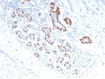 p40 (deltaNp63) (Squamous, Basal & Myoepithelial Cell Marker), CF568 conjugate, 0.1mg/mL