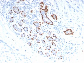 p40 (deltaNp63) (Squamous, Basal & Myoepithelial Cell Marker), CF568 conjugate, 0.1mg/mL
