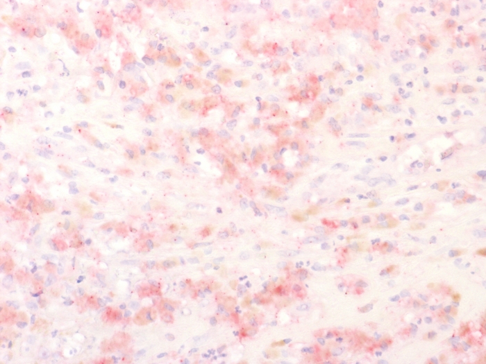 view_image-193 view image 193- Immunomart