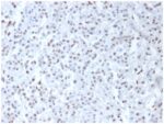 Wilm's Tumor 1 (WT1) (Wilm's Tumor & Mesothelial Marker), CF488A conjugate, 0.1mg/mL