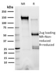 XRCC3(10F1/6), CF405S conjugate, 0.1mg/mL
