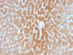 ARF1 (Golgi Apparatus Marker)(1A9/5), CF647 conjugate, 0.1mg/mL