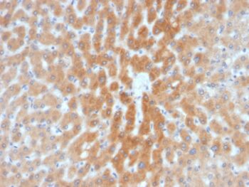 ARF1 (Golgi Apparatus Marker)(1A9/5), CF647 conjugate, 0.1mg/mL