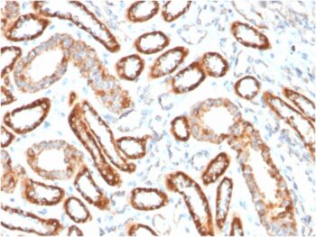 CD137 / 4-1BB / TNFRSF9(4-1BB/3201), CF488A conjugate, 0.1mg/mL