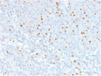 Annexin A1 / (Hairy Cell Leukemia Marker)(6E4/3), CF568 conjugate, 0.1mg/mL