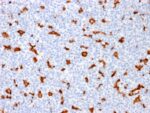 AIF1 / Iba1 (Microglia Marker)(AIF1/1909), 1mg/mL