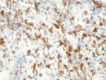 AIF1 / Iba1 (Microglia Marker)(AIF1/2493), 0.2mg/mL