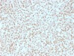 AKT1 (Prognostic Marker for Neuroendocrine Tumors)(AKT1/2491), CF594 conjugate, 0.1mg/mL
