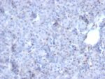 AKT1 (Prognostic Marker for Neuroendocrine Tumors)(AKT1/2784), CF647 conjugate, 0.1mg/mL