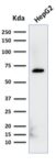 Albumin (Transport Protein)(ALB/2356), CF594 conjugate, 0.1mg/mL