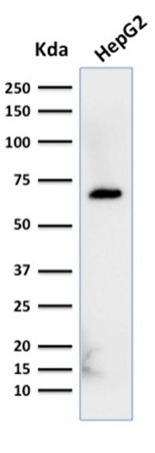Albumin (Transport Protein)(ALB/2356), CF594 conjugate, 0.1mg/mL