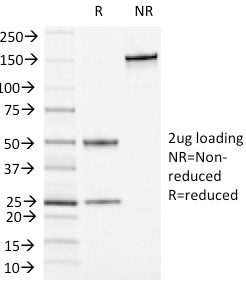 CD13 / Aminopeptidase-N (Myeloid Cell Marker)(APN/1464), 0.2mg/mL