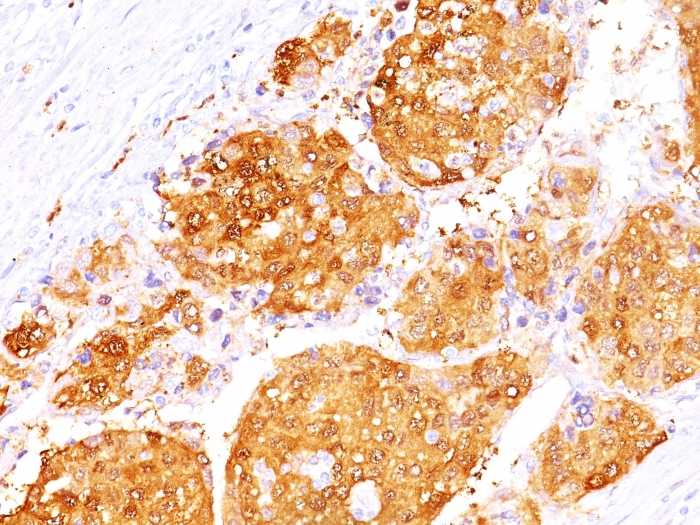 view_image-235 view image 235- Immunomart