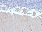 ATG5 (Autophagy Marker)(ATG5/2492), CF488A conjugate, 0.1mg/mL
