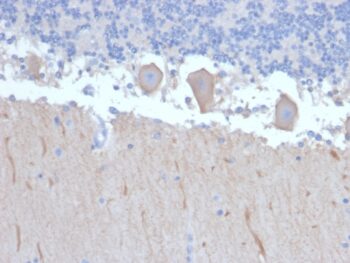 ATG5 (Autophagy Marker)(ATG5/2492), CF488A conjugate, 0.1mg/mL
