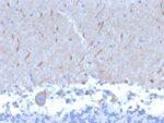 ATG5 (Autophagy Marker)(ATG5/2553), CF488A conjugate, 0.1mg/mL