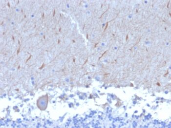 ATG5 (Autophagy Marker)(ATG5/2553), CF488A conjugate, 0.1mg/mL