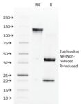 Angiotensin I Converting Enzyme (ACE) / CD143(9B9), CF594 conjugate, 0.1mg/mL