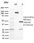BAP1 (BRCA1 Associated Protein 1)(BAP1/2431), CF740 conjugate, 0.1mg/mL
