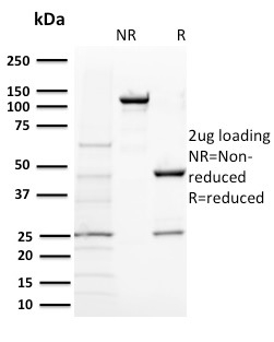 BAP1 (BRCA1 Associated Protein 1)(BAP1/2431), CF740 conjugate, 0.1mg/mL