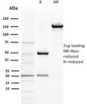 BAP1 (BRCA1 Associated Protein 1)(BAP1/2432), CF640R conjugate, 0.1mg/mL