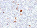 Bcl-X (Apoptosis Marker)(BCL2L1/2406), CF405S conjugate, 0.1mg/mL