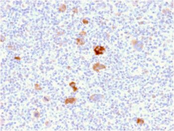 Bcl-X (Apoptosis Marker)(BCL2L1/2406), CF405S conjugate, 0.1mg/mL