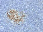 Bcl-6 (Follicular Lymphoma Marker) (BCL6/1718), CF405S conjugate, 0.1mg/mL