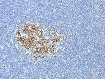 Bcl-6 (Follicular Lymphoma Marker) (BCL6/1718), CF405S conjugate, 0.1mg/mL