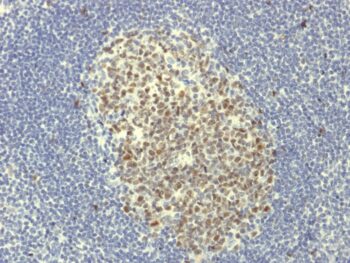 Bcl-6 (Follicular Lymphoma Marker)(BCL6/1951R), 1mg/mL