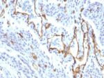 CD31 / PECAM-1 (Endothelial Cell Marker) (C31/1395R), CF647 conjugate, 0.1mg/mL