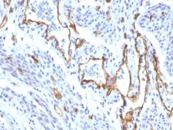 CD31 / PECAM-1 (Endothelial Cell Marker) (C31/1395R), CF647 conjugate, 0.1mg/mL