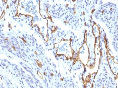 view_image-26 view image 26- Immunomart