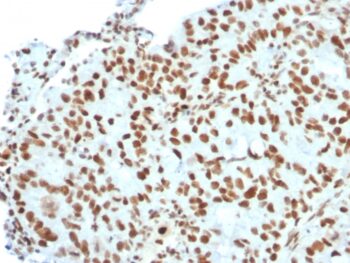 BMI1 (Oncogene and Stem Cell Marker)(BMI1/2823), CF647 conjugate, 0.1mg/mL