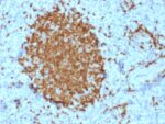 BOB.1 (B-Cell Marker)(BOB1/2421), CF488A conjugate, 0.1mg/mL