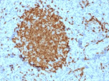 BOB.1 (B-Cell Marker)(BOB1/2421), CF488A conjugate, 0.1mg/mL