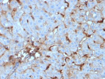 C1QA / Complement C1q A-Chain(C1QA/2955), CF488A conjugate, 0.1mg/mL