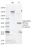 CD28(C28/74), 1mg/mL