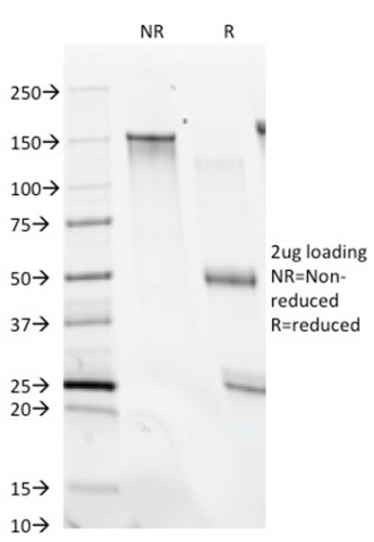 CD28(C28/74), 1mg/mL
